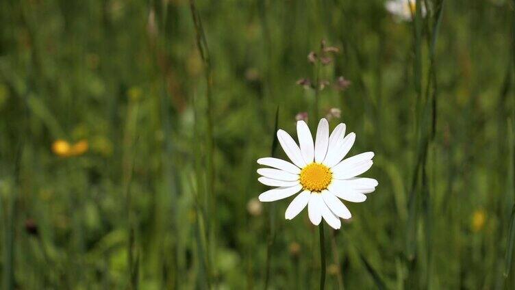 白色菊花 蜜蜂
