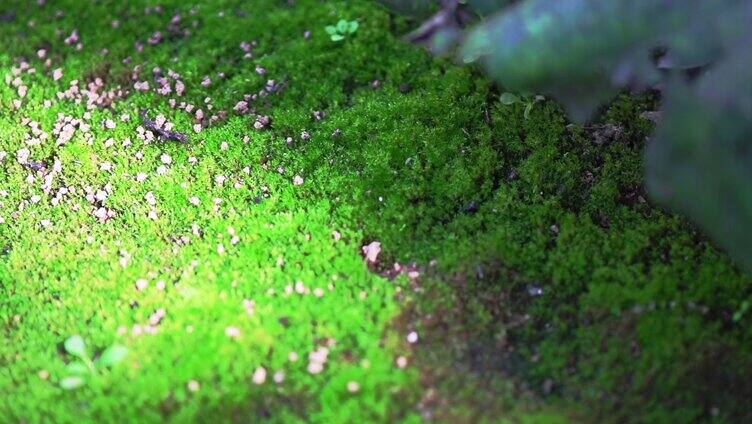 苔藓-松林地面覆盖着一层茂密的苔藓