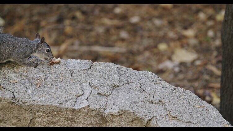 松鼠在石头上吃松果 觅食