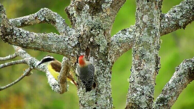 啄木鸟在树干上觅食