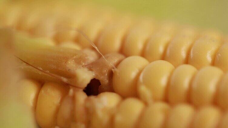 虫子吃玉米  水果玉米