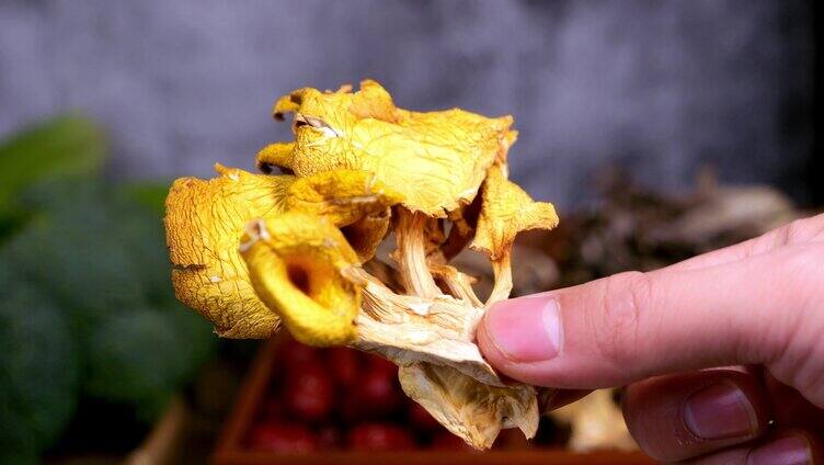 鸡油菌 菌菇
