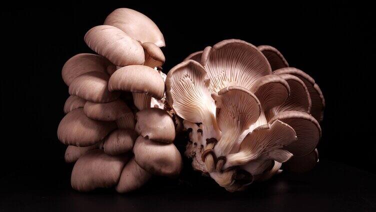 蘑菇平菇4k原拍实拍果蔬特写视视频素材