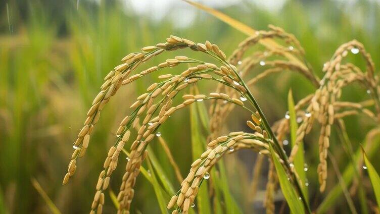 农业大米水稻丰收丰收稻谷稻田播种乡村