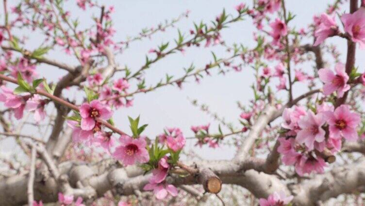 桃花-春暖花开-春天花朵-开花-桃花树