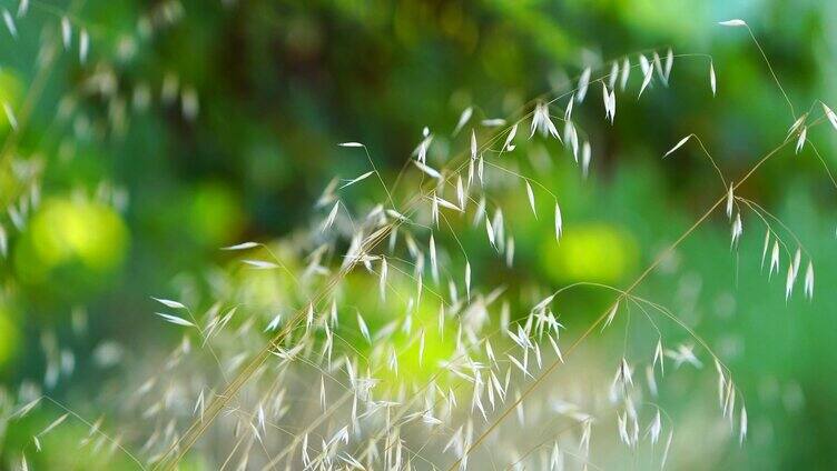 乡村自然风景 小草