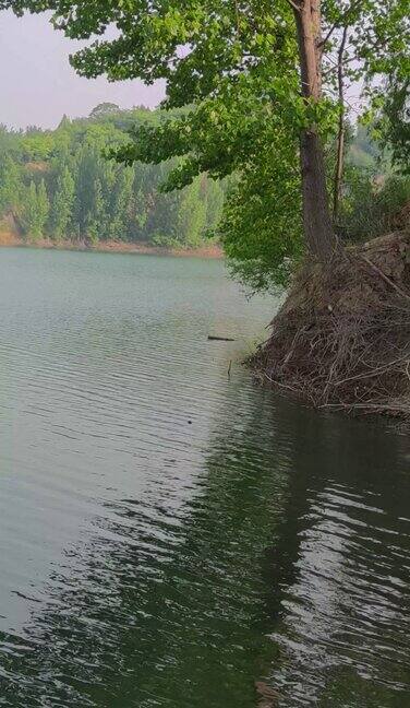 湖水岸边大树倒影