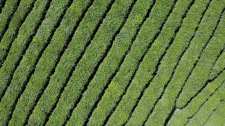 汤湖茶山万亩茶园绿色茶山