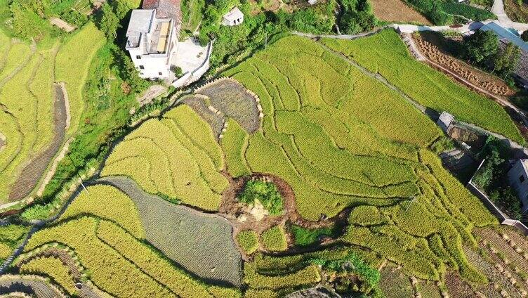 镜头俯瞰高山梯田航拍