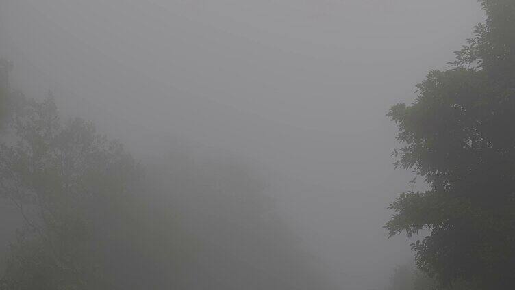 雾气浓雾迷雾森林