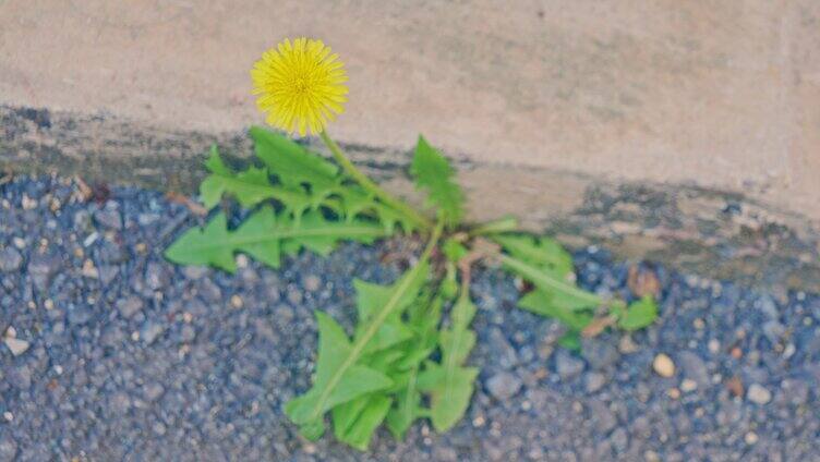 各种花朵鲜花花卉4K视频素材