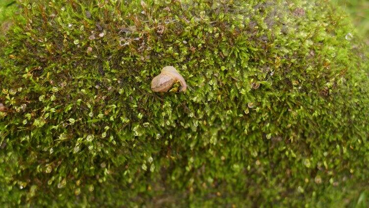 蜗牛苔藓爬行
