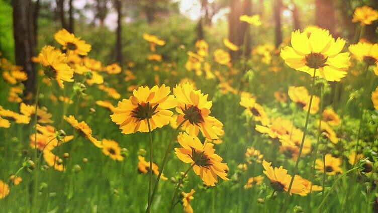 自然之美阳光下的花花草草