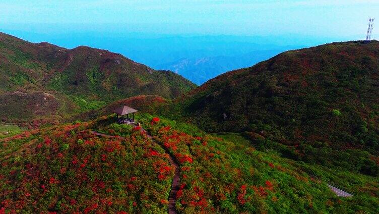 浏阳大围山森林公园杜鹃花海航拍