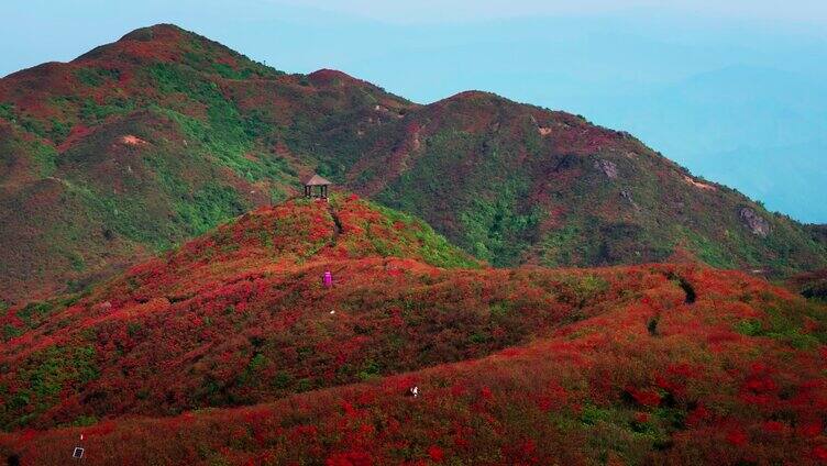 浏阳大围山森林公园杜鹃花海航拍