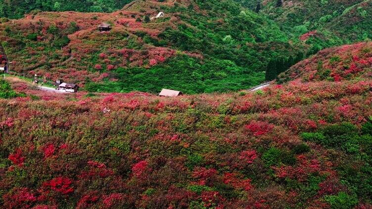 浏阳大围山森林公园杜鹃花海航拍