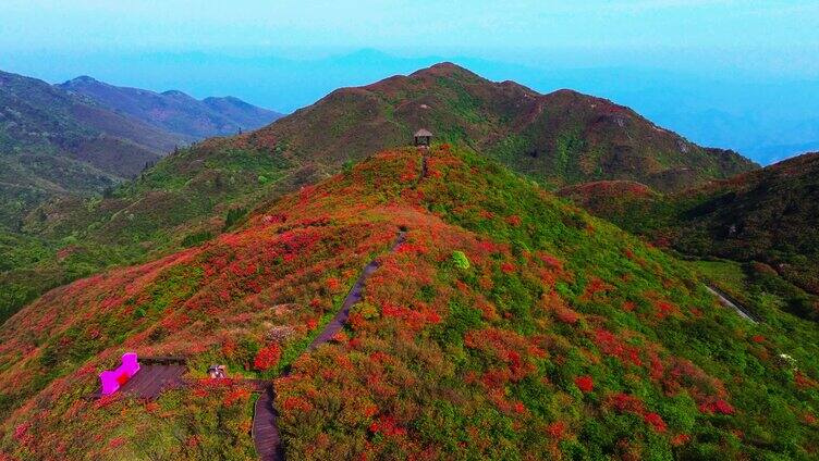 浏阳大围山森林公园杜鹃花海航拍