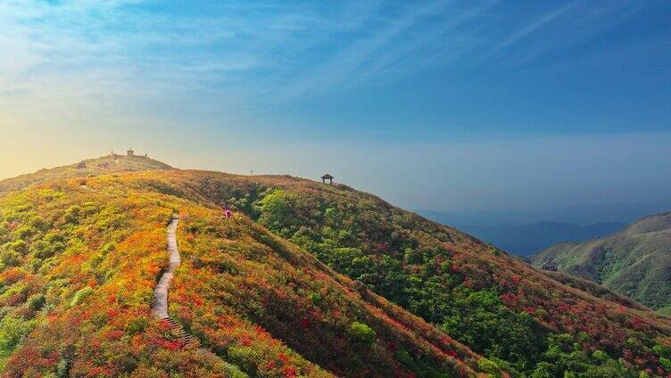 浏阳大围山森林公园杜鹃花海航拍