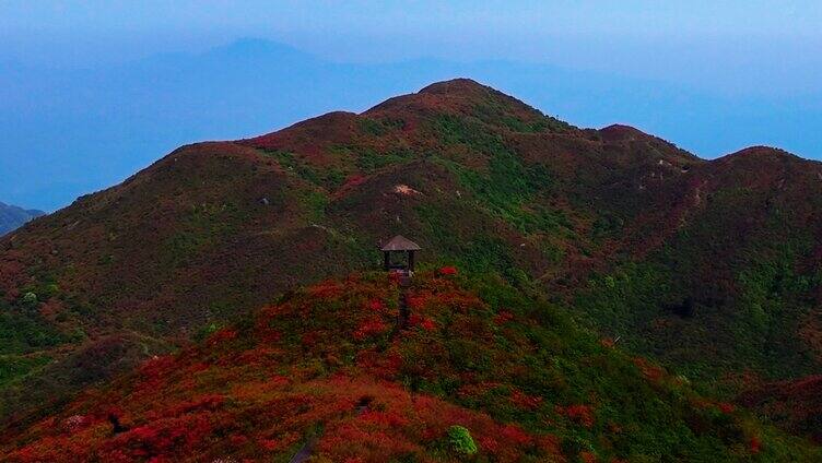 浏阳大围山森林公园杜鹃花海航拍