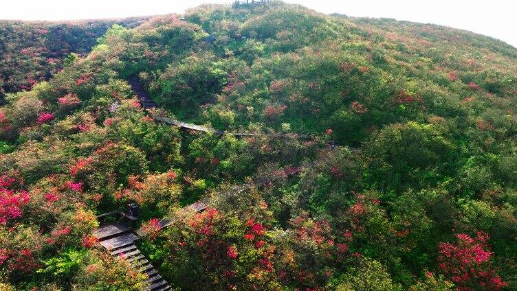 浏阳大围山森林公园杜鹃花海航拍