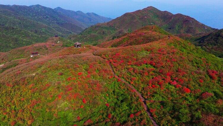 浏阳大围山森林公园杜鹃花海航拍