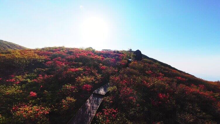 长沙大围山森林公园杜鹃花海穿越机