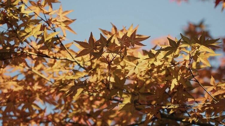 唯美自然风景红枫叶植物空镜秋天风景实拍