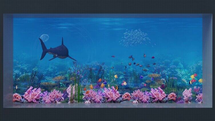 鲜艳色彩4K海底鲨鱼