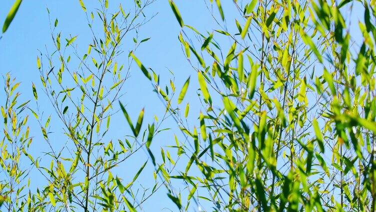 自然风光光影变换唯美竹林竹叶竹枝