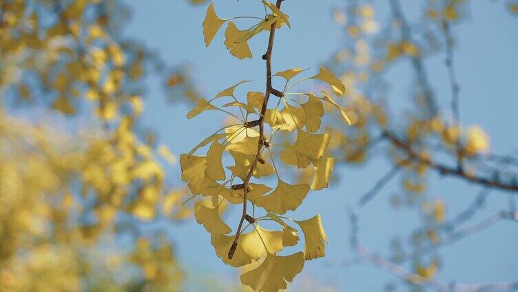 唯美自然阳光下的银杏树叶秋天风景实拍