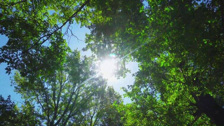 自然实拍阳光明媚树林自然风光实拍视频4K
