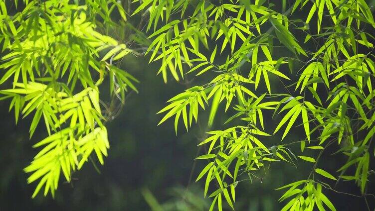 自然实拍阳光明媚竹林自然风光实拍视频4K