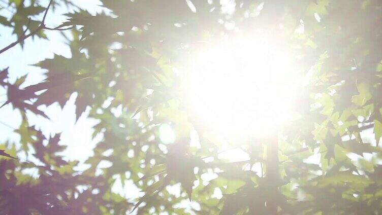 自然风光大自然阳光大树逆光光晕
