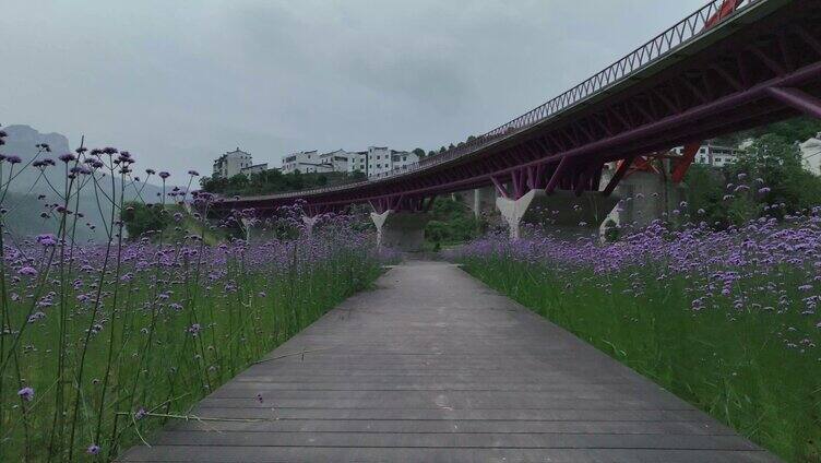 莲坨桥畔马鞭草花开正盛 