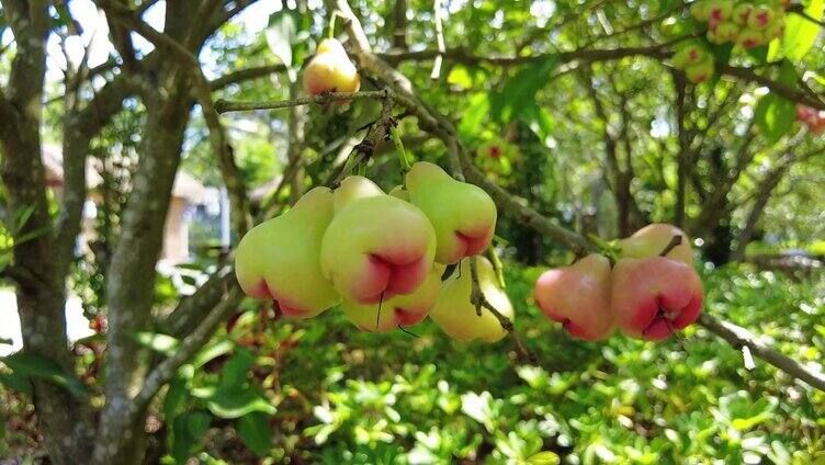 果树上的水果 