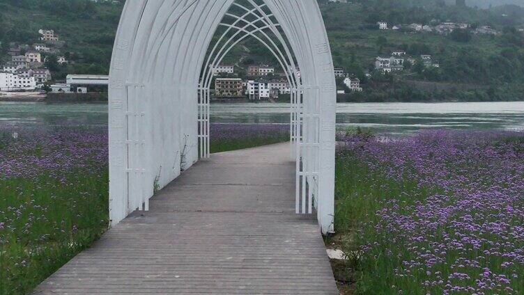 莲坨桥畔马鞭草花开正盛 