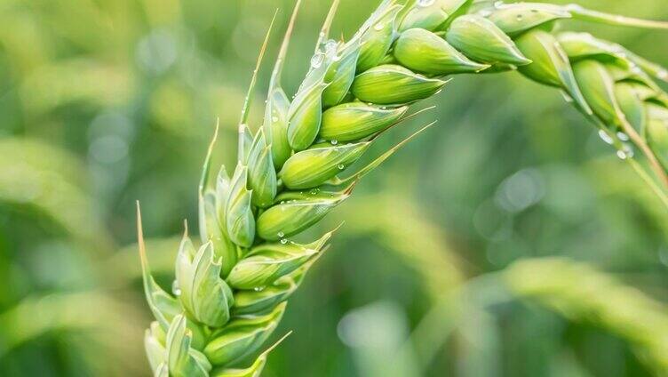 麦子青色麦子小麦 麦田麦穗丰收小满