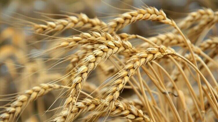 麦子小麦 麦田麦穗丰收小满