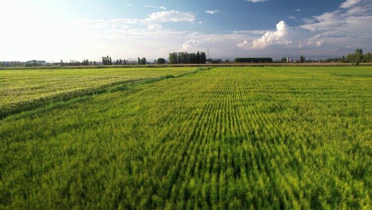 美丽乡村稻田