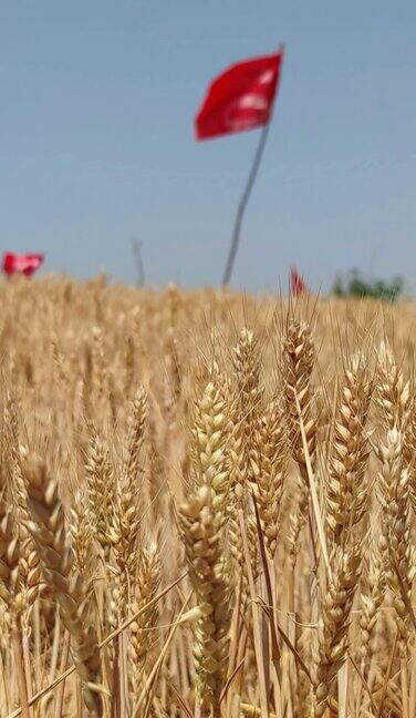 农业生产麦田收割