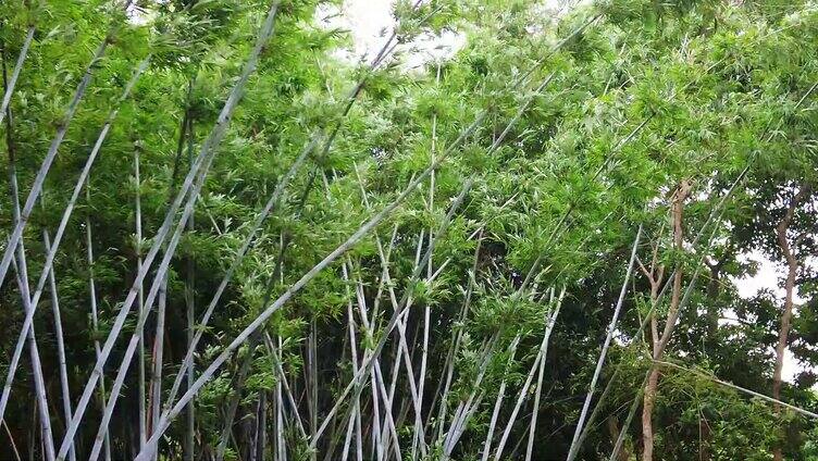 风吹竹子竹林 