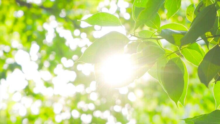 自然写意夏日阳光穿过树叶逆光树林