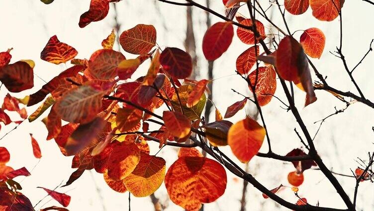 秋天树上的红叶
