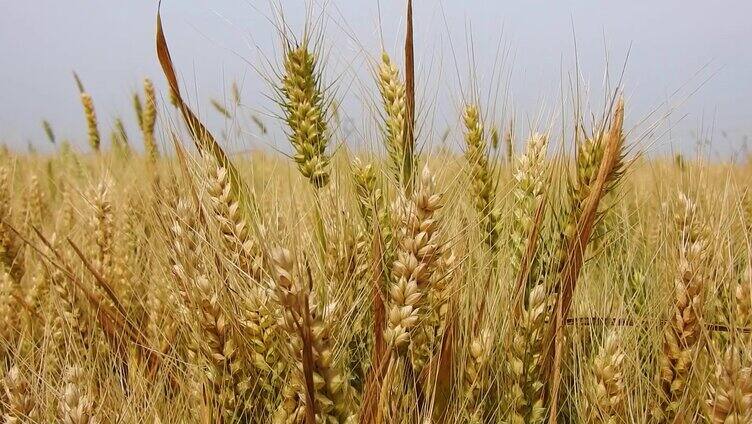 夏天自然金黄色小麦实拍特写农业素材