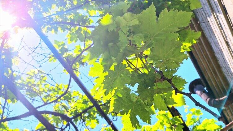夏天生长结果的绿色葡萄架枝叶