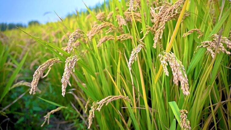 秋天灌浆生长待收割的水稻
