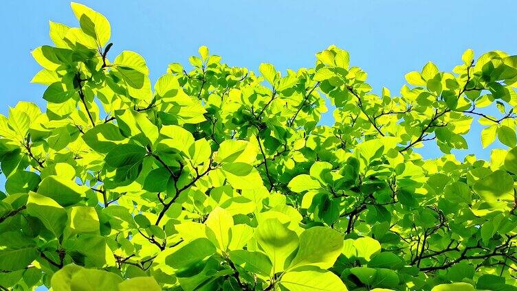 初夏阳光下生长的绿色玉兰花树枝叶
