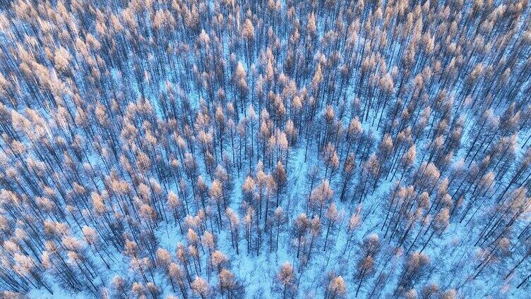 鸟瞰蓝色雪原森林红树梢