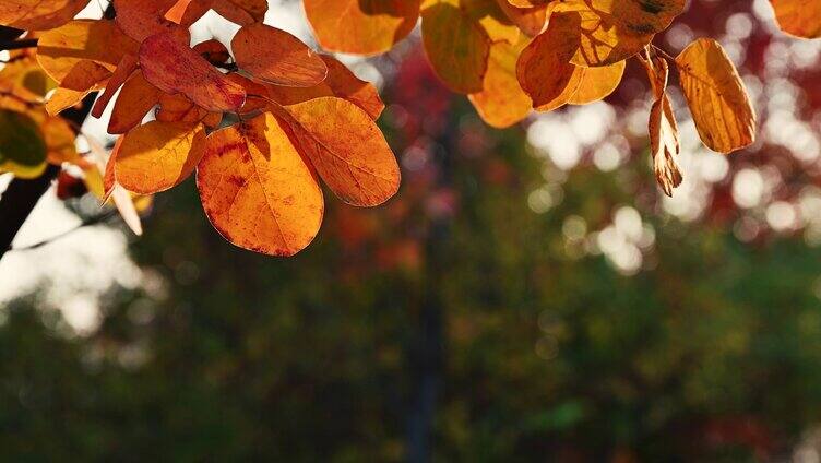 秋天阳光下的红叶随风飘动