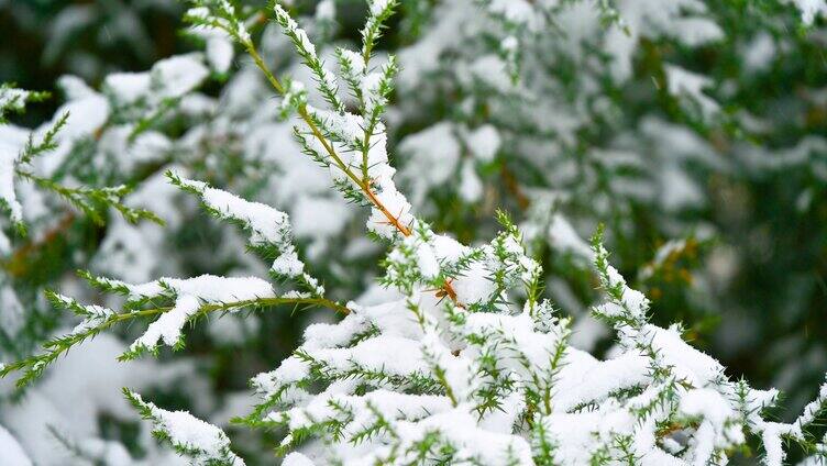 冬季雪中柏树